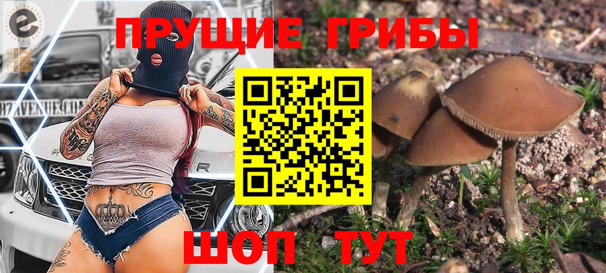 Псилоцибиновые грибы Psilocybine cubensis Саяногорск